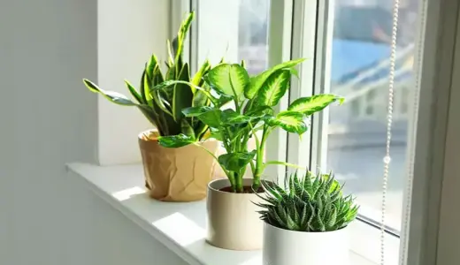14 Cách giải xui thu hút tài lộc bằng phong thuỷ đơn giản, hiệu quả, đem lại may mắn