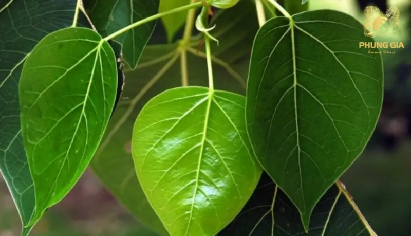 Bồ đề với lá hình tim mang ý nghĩa giác ngộ, thanh tịnh và sự an yên trong không gian sống