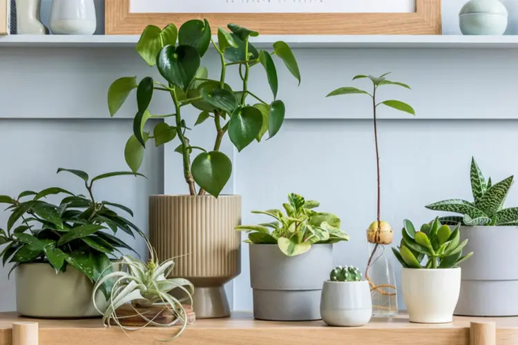 Sử dụng cây cảnh trang trí nhà vừa giúp hóa giải thế phạm, vừa mang đến không gian xanh mát