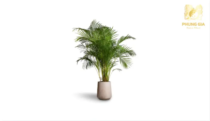 Cau cảnh thân thẳng, tán lá thanh thoát giúp tăng dương khí và tạo cảm giác thông thoáng cho không gian