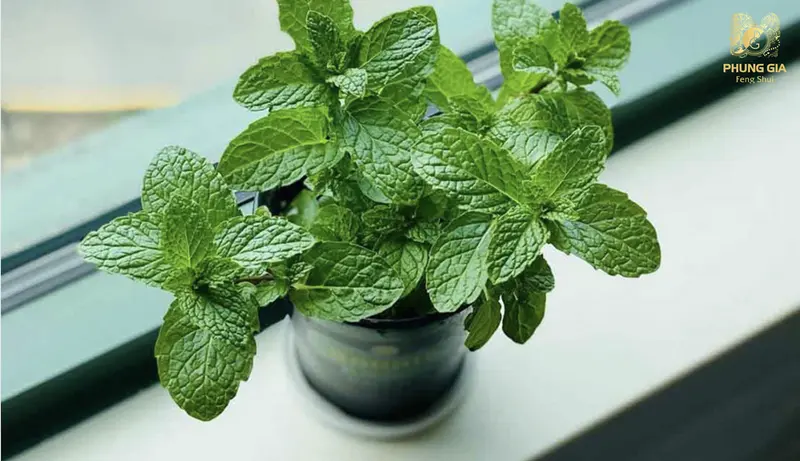  Cây bạc hà toả ra mùi hương gây kích thích