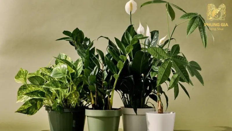 Những loại cây hợp mệnh Hỏa không chỉ giúp cân bằng năng lượng không gian mà còn hỗ trợ kích hoạt tài khí và vận may trong công việc, kinh doanh