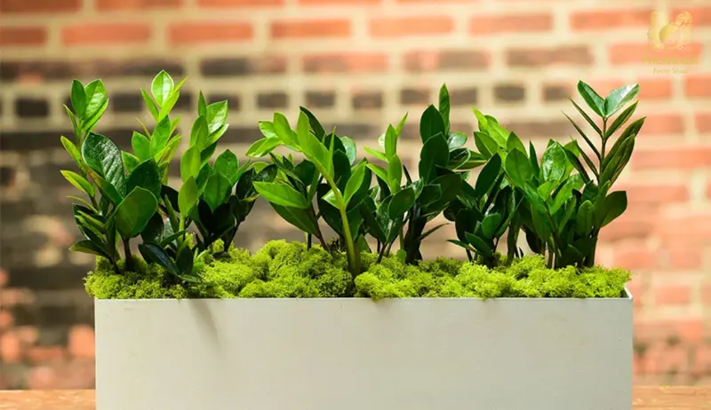 Cây phong thủy đặt đúng vị trí giúp người tuổi Tỵ cân bằng sinh khí và giữ tài vận ổn định lâu dài