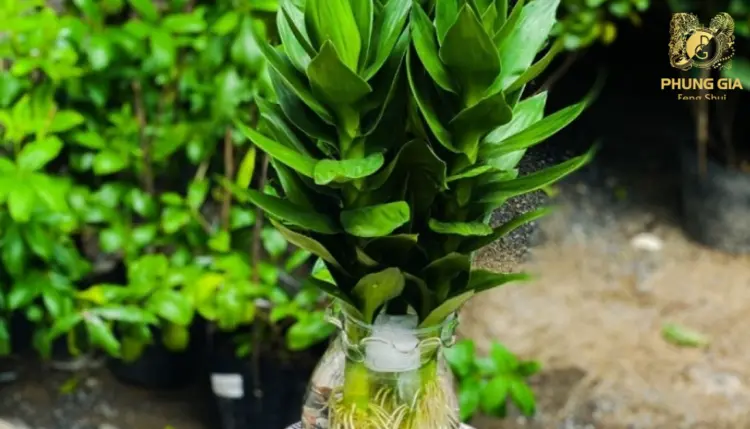 Phát Tài Búp Sen là loài cây mang ý nghĩa thanh khiết, may mắn và thịnh vượng