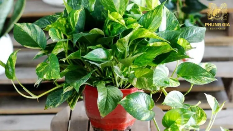 Vạn Niên Thanh là loài cây nổi tiếng với ý nghĩa mang lại sự bền vững, lâu dài và may mắn