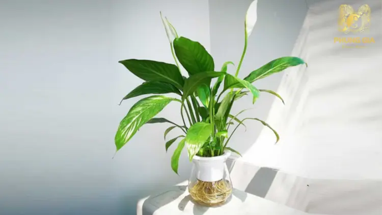 Trong phong thủy, Lan Ý tượng trưng cho sự bình an, cân bằng và hóa giải xung đột, giúp gia đình hòa thuận, sự nghiệp hanh thông