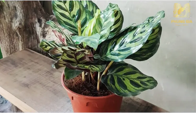 Cây Đuôi Công là biểu tượng của sự thịnh vượng, may mắn và quyền quý