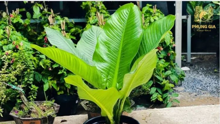 Cây Đại Phú Gia mang năng lượng thu hút tài lộc, đồng thời giúp gia tăng uy quyền, củng cố vị thế của gia chủ trong công việc và xã hội