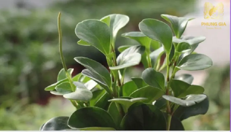 Loài cây này mang năng lượng của sự sống, giúp cân bằng sinh khí, mang đến cảm giác bình an, ổn định và bền vững cho gia đình
