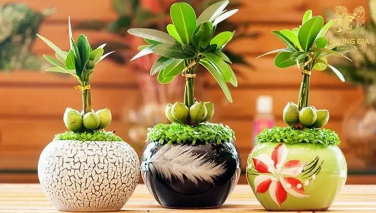 Cây Tài Lộc là một trong những loài cây phong thủy phổ biến nhất với ý nghĩa trực tiếp mang lại may mắn và tiền bạc cho gia chủ