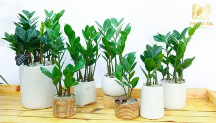 Khi cây Kim Tiền nở hoa, đó được xem là điềm báo cát lành, báo hiệu vận may và tài lộc đang đến gần