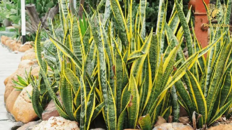 Gia chủ nên đặt cây Lưỡi Hổ ở cửa ra vào, phòng khách hoặc nơi làm việc để vừa tạo lá chắn năng lượng bảo vệ ngôi nhà, vừa mang lại tài lộc và sự thăng tiến
