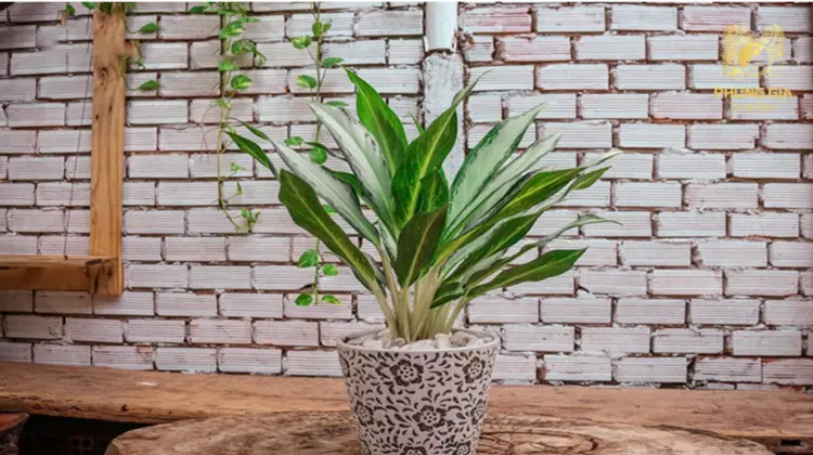 Đây là biểu tượng của sự thăng tiến, may mắn và tài lộc