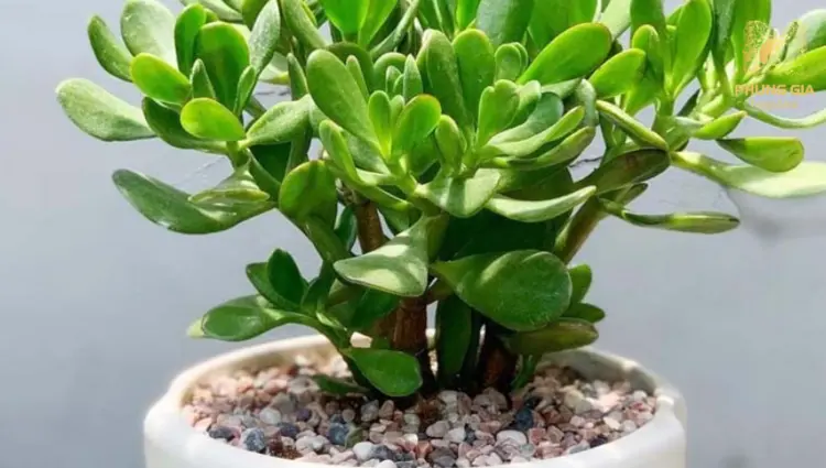 Cây Ngọc Bích là loài cây cảnh phong thủy nổi tiếng với khả năng chiêu tài, giữ lộc