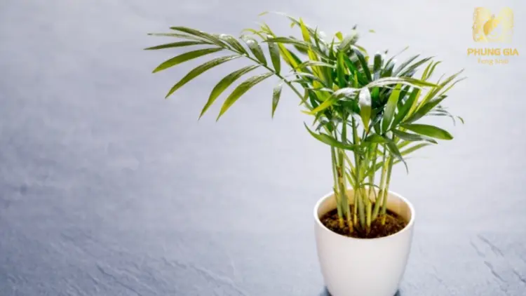 Thân cau thẳng đứng, lá nhỏ thanh mảnh tỏa ra đều đặn, rất đẹp mắt