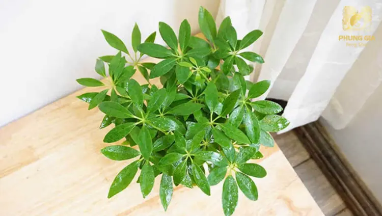 Gia chủ cần lưu ý chọn cây hợp tuổi để phát huy tối đa năng lượng phong thủy