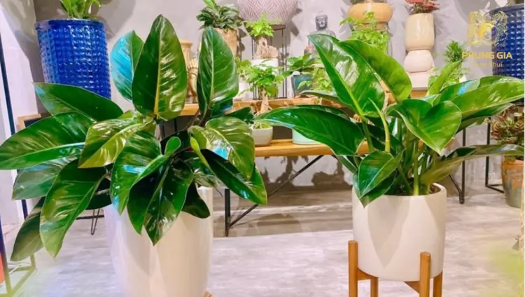 Gia chủ có thể nhờ đến tư vấn của phong thủy sư để lựa chọn loại cây phù hợp