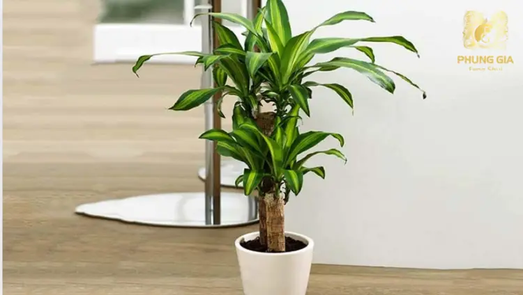 Cây thường được trồng thành bụi lớn hoặc đặt trong chậu cảnh, vừa tạo không gian tươi mát vừa mang phong thái sang trọng