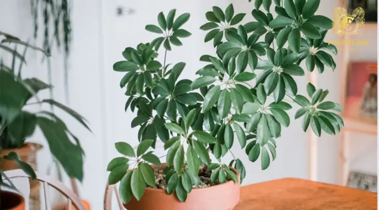 Cây Ngũ Gia Bì là loài cây cảnh mang nhiều tầng ý nghĩa phong thủy, không chỉ chiêu tài lộc mà còn giúp gia chủ giữ vững sự ổn định, bền vững về kinh tế và tinh thần