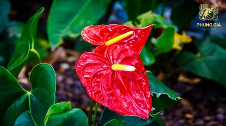 Hồng Môn là loài cây tượng trưng cho tình yêu, hạnh phúc và cả sự giàu sang, phú quý