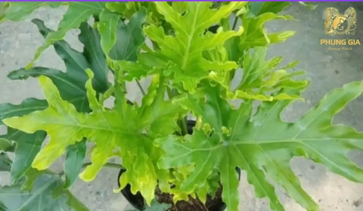 Cây Trầu Bà Vàng