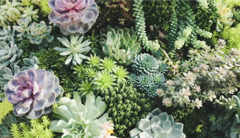  Cây thuộc nhóm thực vật CAM