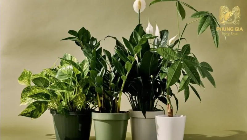 Cây Trầu Bà cây hợp mệnh thủy