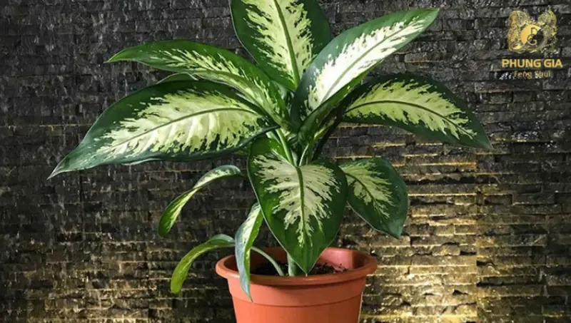 Cây xanh mang sinh khí tự nhiên, giúp điều hòa không gian sống và góp phần kích hoạt vận may khi được chăm sóc và đặt đúng vị trí