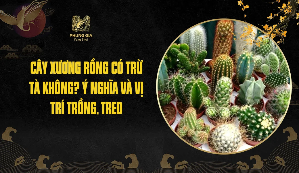 Cây xương rồng có trừ tà không? Ý nghĩa và vị trí trồng, treo
