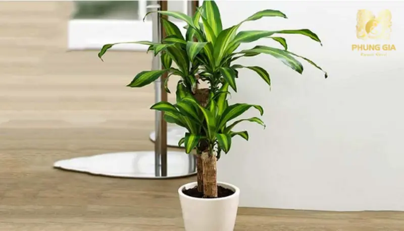 Khi kết hợp hài hòa giữa chăm sóc cây và duy trì môi trường sống lành mạnh, gia chủ sẽ giúp không gian luôn tràn đầy năng lượng tích cực, tạo nền tảng ổn định cho sự an yên và thịnh vượng của gia đạo