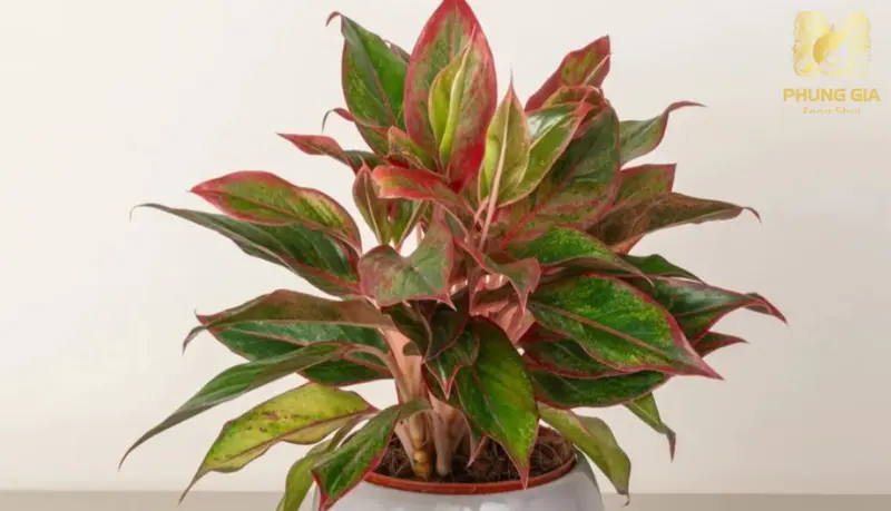  Chủ kinh doanh có thể chọn cây dựa theo ngũ hành