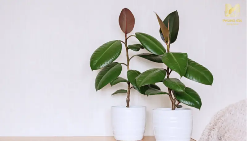  Đa búp đỏ mang ý nghĩa vững chắc