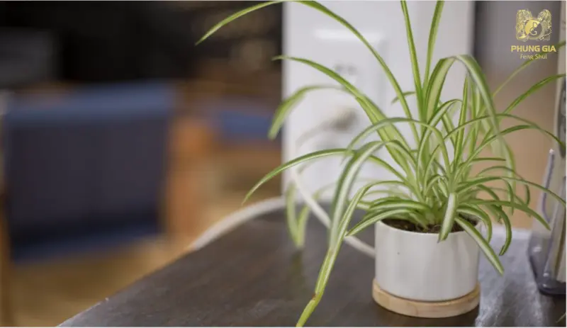  Dây nhện giúp thanh lọc không khí