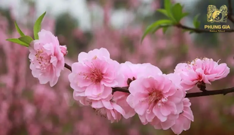Hoa đào sắc hồng tươi sáng tượng trưng cho dương khí mạnh mẽ, mang lại cảm giác cát lành và tươi mới cho gia đạo