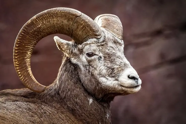 Tân Mùi 1991: Người mang khí chất an tĩnh, hợp công việc bền bỉ, hệ thống