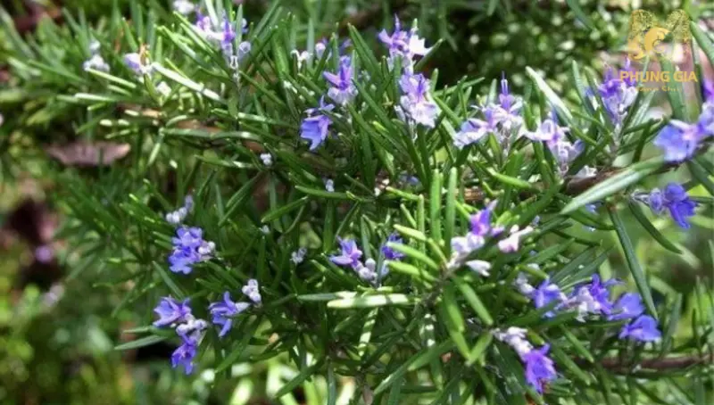 Hương thảo tỏa mùi thơm dịu, mang ý nghĩa thanh tẩy và tạo bầu không khí thư thái trong không gian sinh hoạt