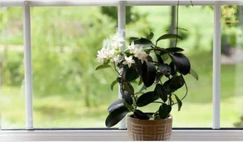  Hương thơm nhẹ nhàng của nhài