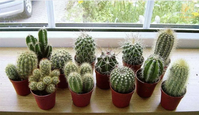  Không nên để cây sắc nhọn trong phòng ngủ