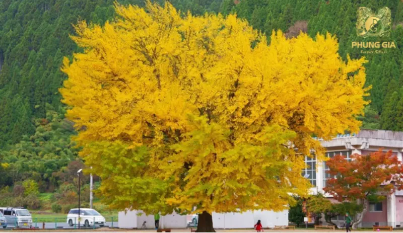 Lá bạch quả hình quạt độc đáo tượng trưng cho sự trường tồn và nguồn năng lượng bảo hộ bền vững