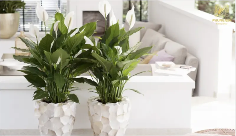  Lan ý tượng trưng cho sự bình an