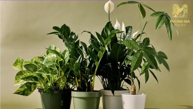 Lựa chọn cây cảnh hợp phong thủy giúp gia tăng vượng khí