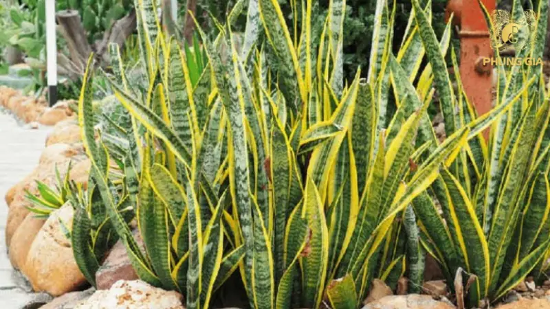 Lá lưỡi hổ cứng cáp, vươn thẳng tượng trưng cho lớp bảo vệ năng lượng và sự vững chãi trong phong thủy nhà ở