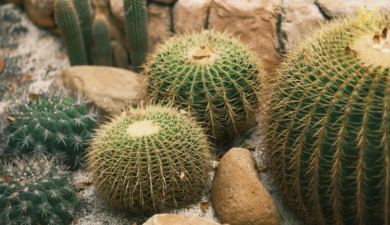 Nên đặt xương rồng ở ban công, trước cửa hoặc khu vực ranh giới để tạo lớp “phòng vệ” tượng trưng và tránh xung khí trong nhà