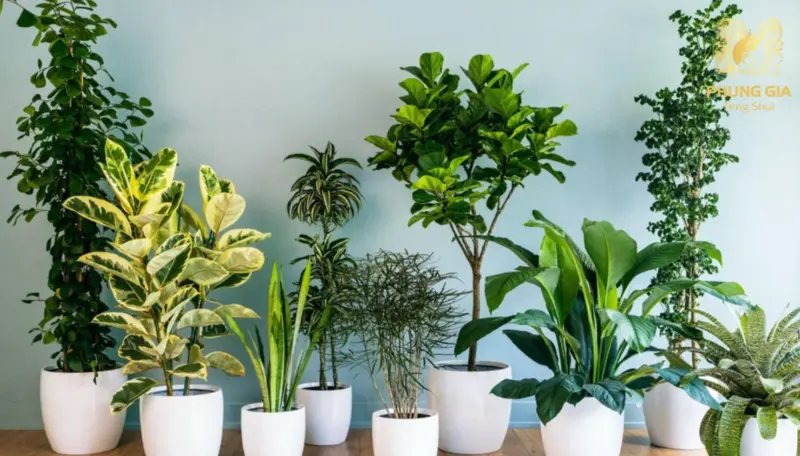 Gia chủ nên trồng cây xanh để tăng sinh khí cho ngôi nhà