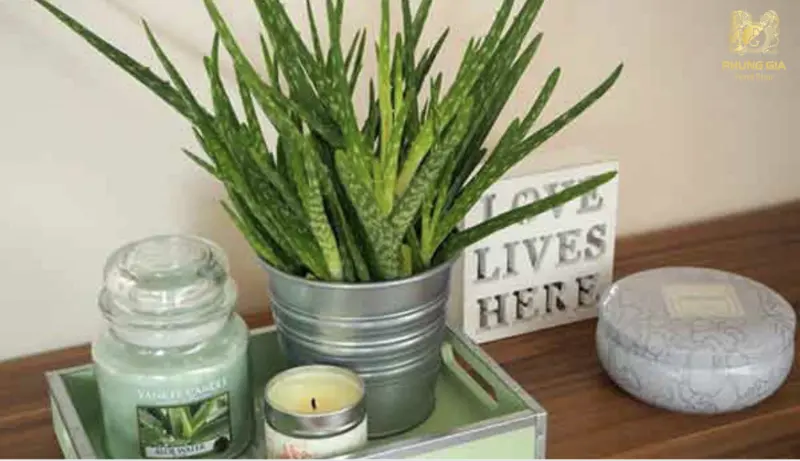  Nha đam giúp thanh lọc không khí