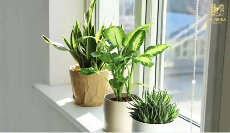 Những loại cây này thường có hình dáng mềm mại