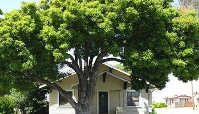  Phía trước nhà có cây to