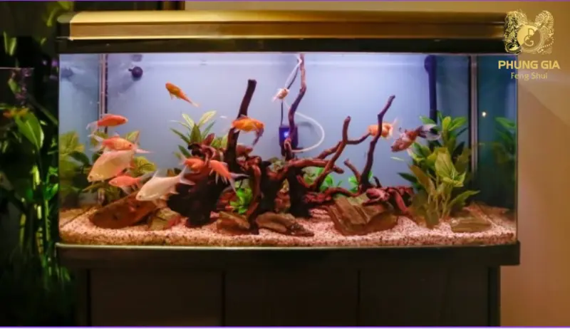 Hồ cá cảnh tượng trưng cho hành Thủy, giúp kích hoạt vận khí Quan Lộc