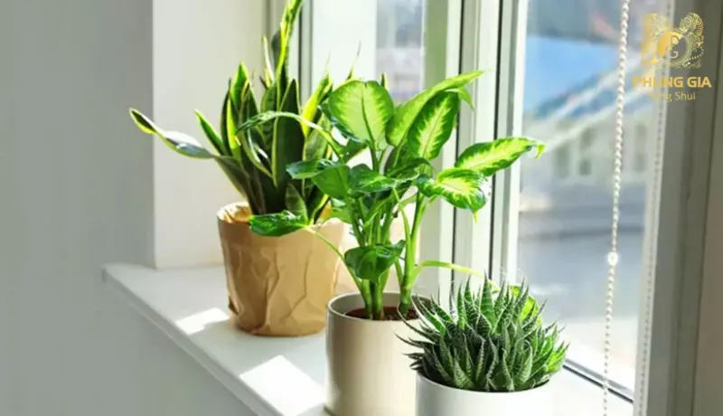 Cây xanh giúp làm dịu và gia tăng hành Mộc cho ngôi nhà