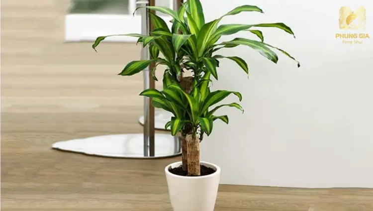 Cây Thiết Mộc Lan giúp chiêu tài, trấn lộc